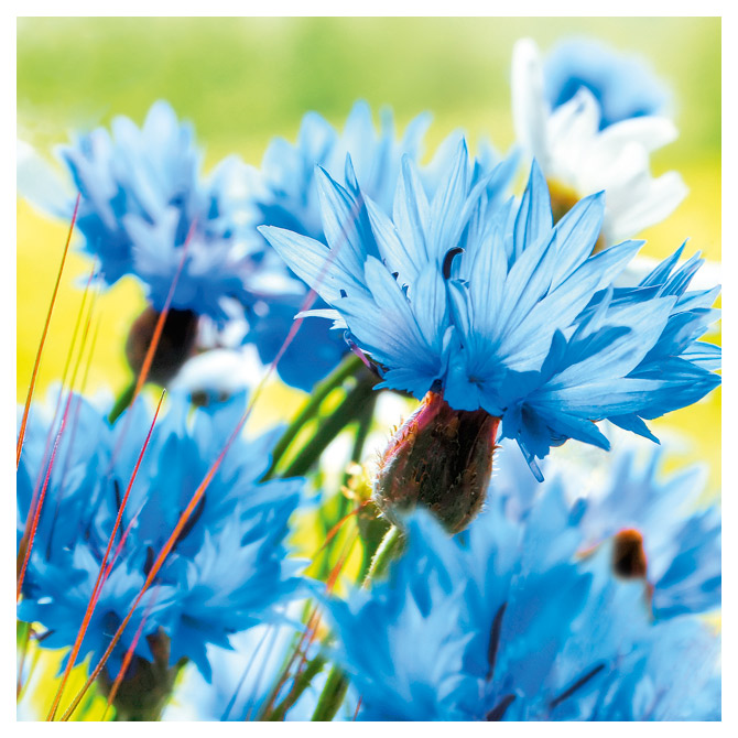 Salvete troslojne 33x33cm pk20 Cornflower Herlitz 11309630!!