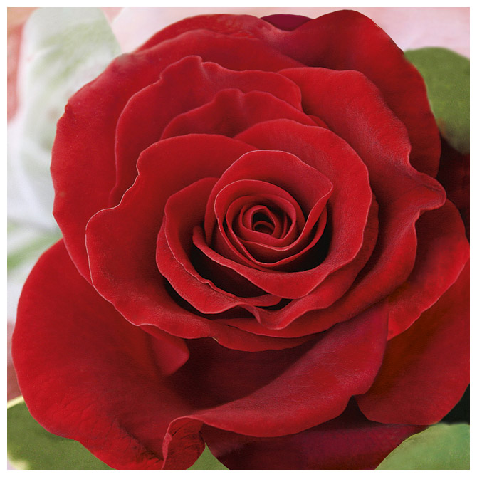 Salvete troslojne 33x33cm pk20 Red Rose Herlitz 11309085!!