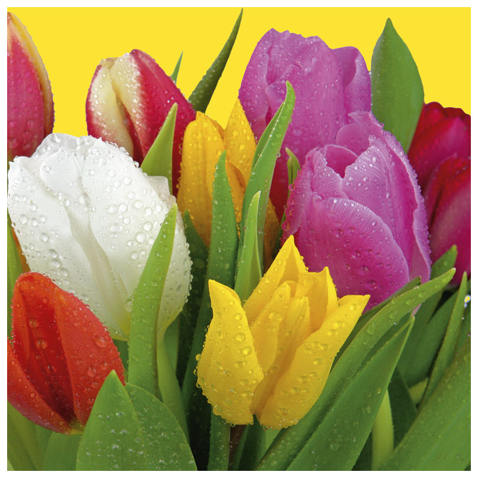 Salvete troslojne 33x33cm pk20 Bouquet of tulips Herlitz 11341419!!