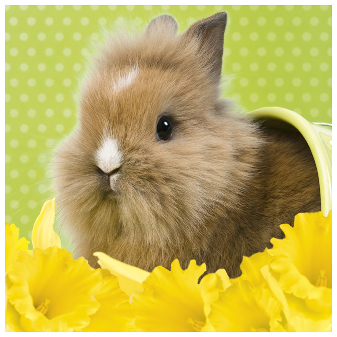 Salvete troslojne 33x33cm pk20 Bunny Herlitz 11341492!!