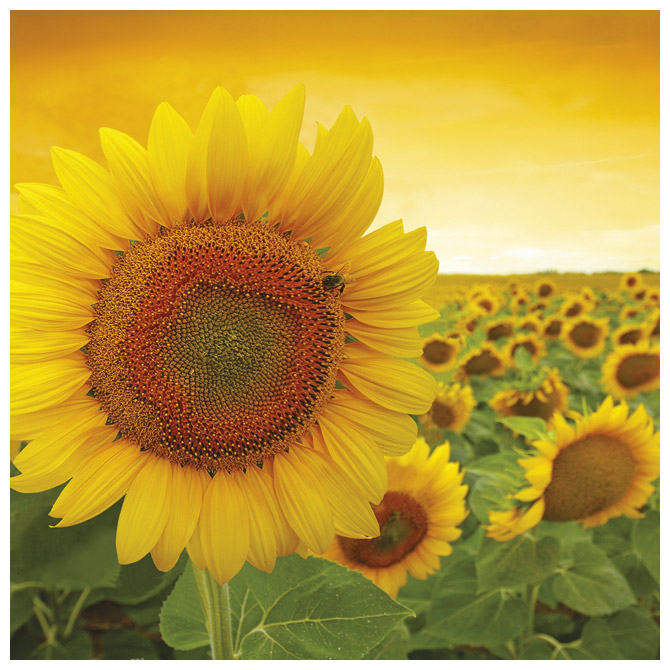 Salvete troslojne 33x33cm pk20 Sunshine Herlitz 11365004!!