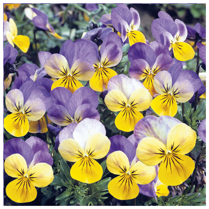 Salvete troslojne 33x33cm pk20 Vichy pansies Herlitz 11250164!!