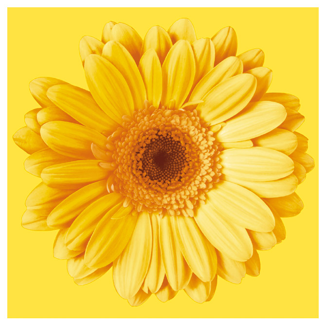 Salvete troslojne 33x33cm pk20 Gerbera yellow Herlitz 11095163!!