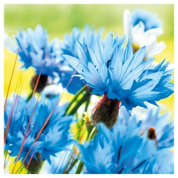 [000038403] Salvete troslojne 33x33cm pk20 Cornflower Herlitz 11309630!!
