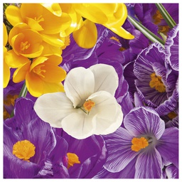 [000038404] Salvete troslojne 33x33cm pk20 Crocus Herlitz 11341625!!