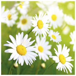 [000038420] Salvete troslojne 33x33cm pk20 Lucky daisy Herlitz 11309093!!